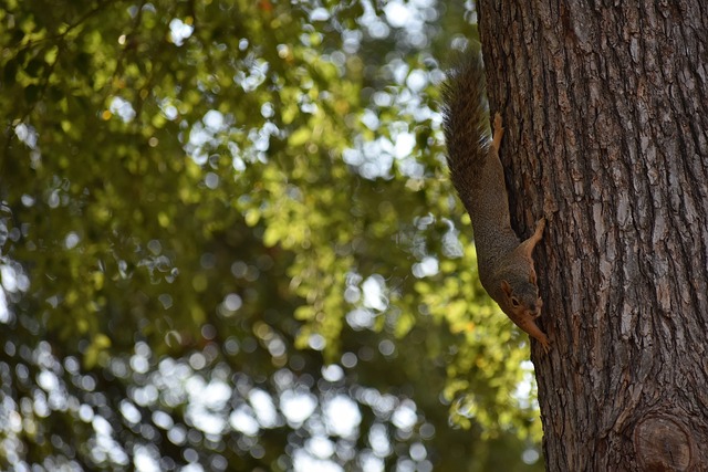 湖人胜灰熊！詹姆斯里程碑！里夫斯最佳！三巨头均25，得分！.